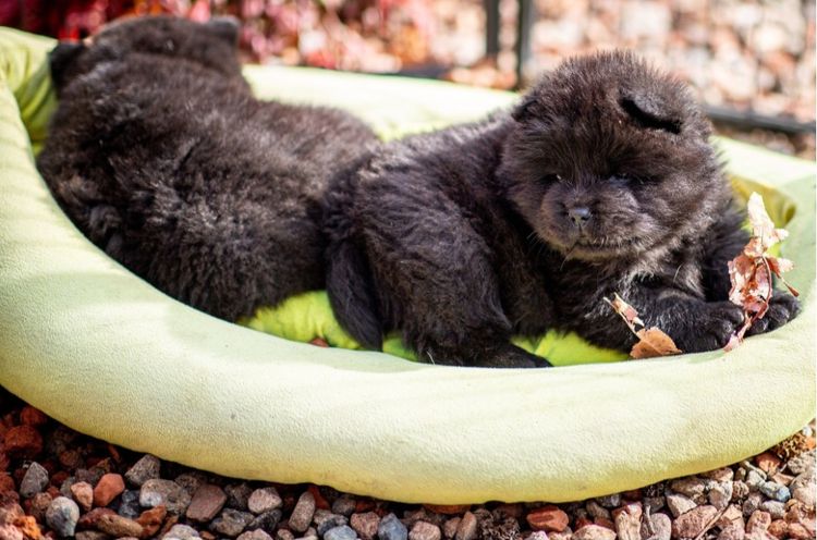 Sweetiepei Chow Chow