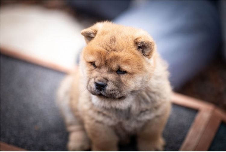 Sweetiepei Chow Chow