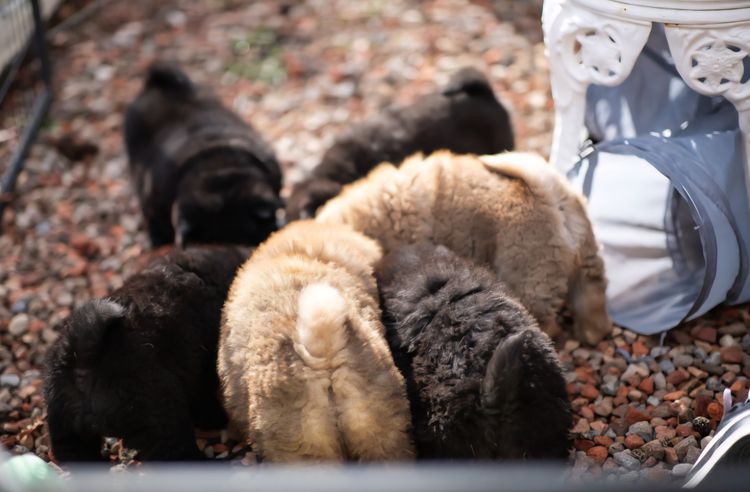 Sweetiepei Chow Chow
