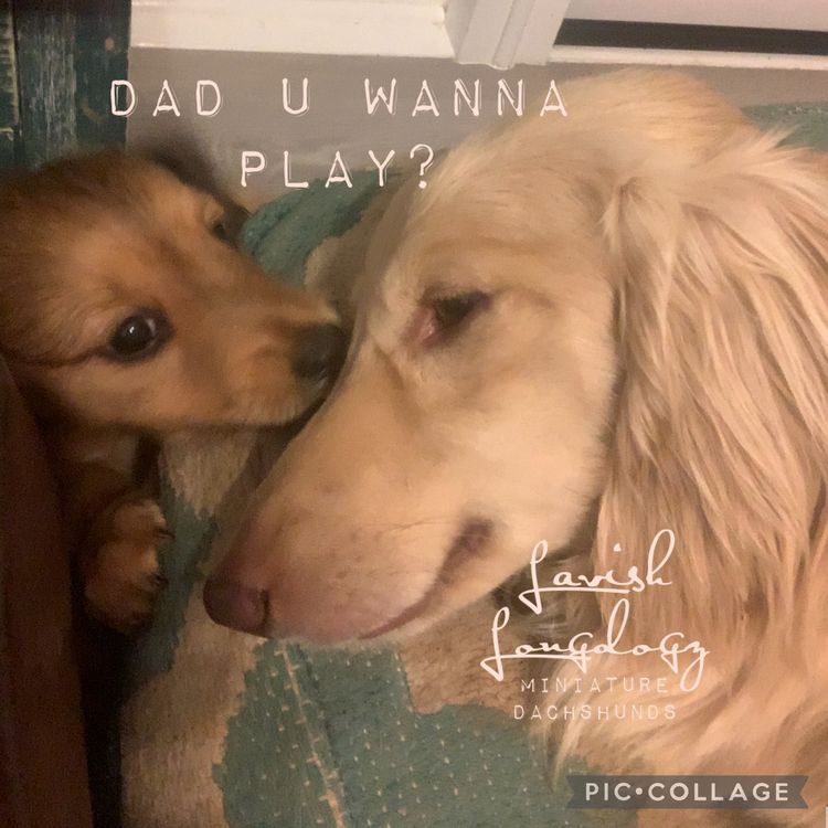 Lavish Longdogz