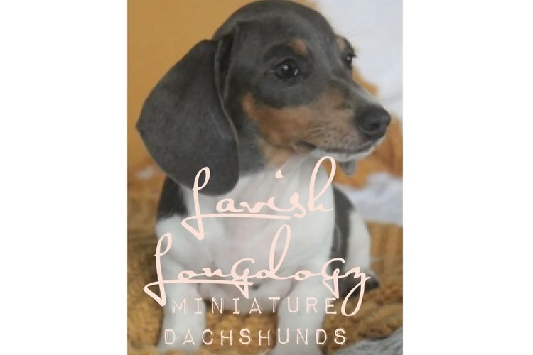 Lavish Longdogz