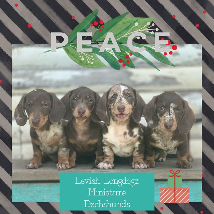 Lavish Longdogz