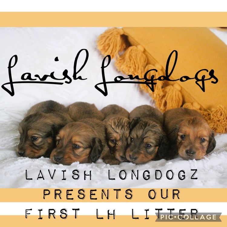 Lavish Longdogz