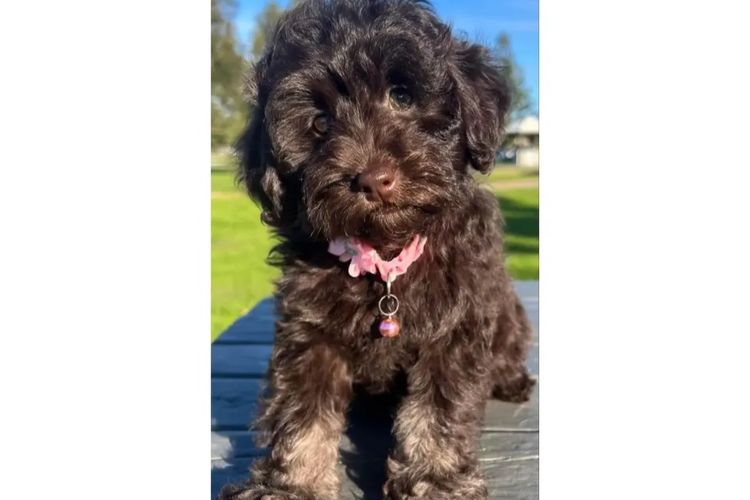 Pawfect Toy Cavoodles NSW