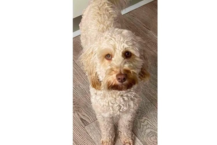 Pawfect Toy Cavoodles NSW
