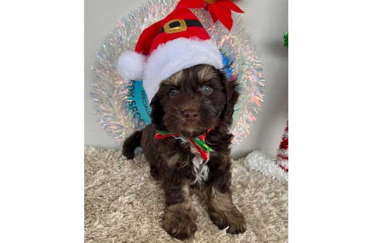 Pawfect Toy Cavoodles NSW