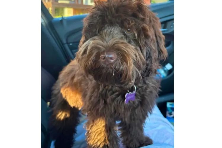 Pawfect Toy Cavoodles NSW