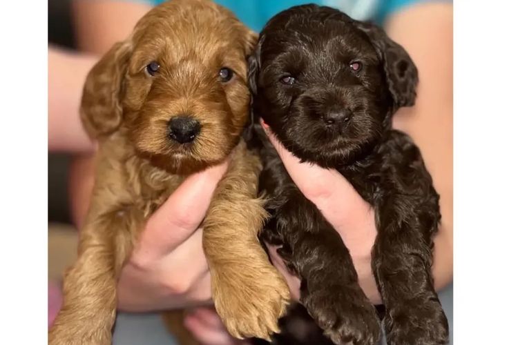 Pawfect Toy Cavoodles NSW