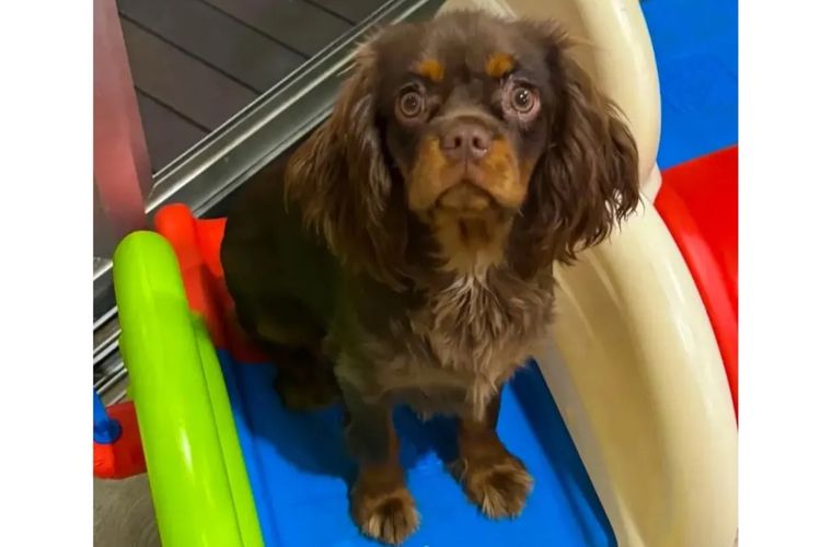 Pawfect Toy Cavoodles NSW