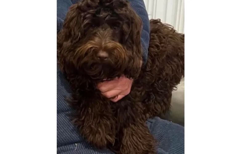 Pawfect Toy Cavoodles NSW