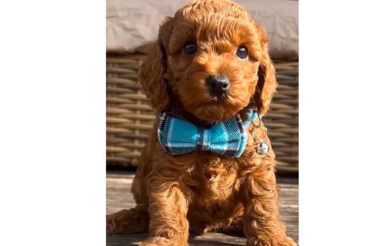 Pawfect Toy Cavoodles NSW