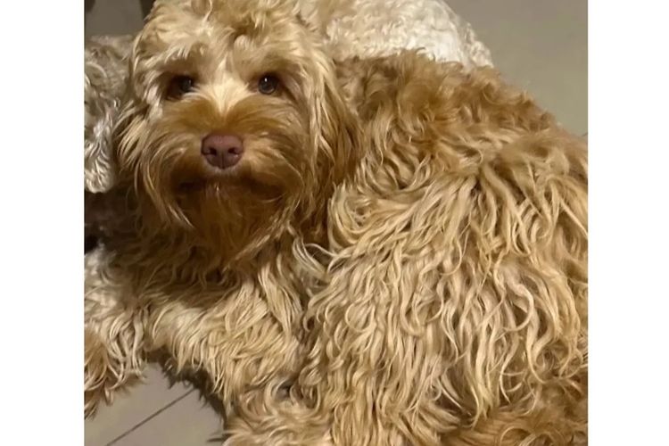 Pawfect Toy Cavoodles NSW