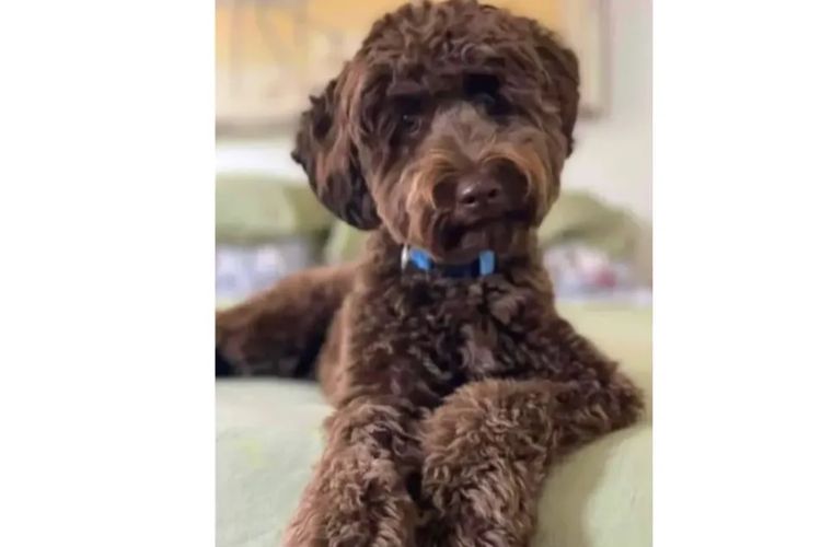 Pawfect Toy Cavoodles NSW