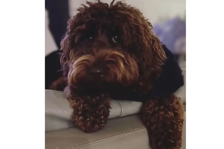 Pawfect Toy Cavoodles NSW