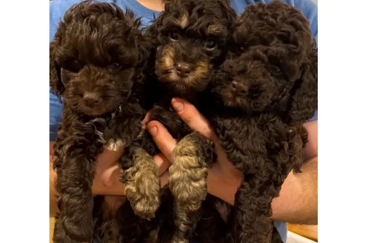Pawfect Toy Cavoodles NSW