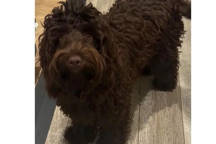 Pawfect Toy Cavoodles NSW