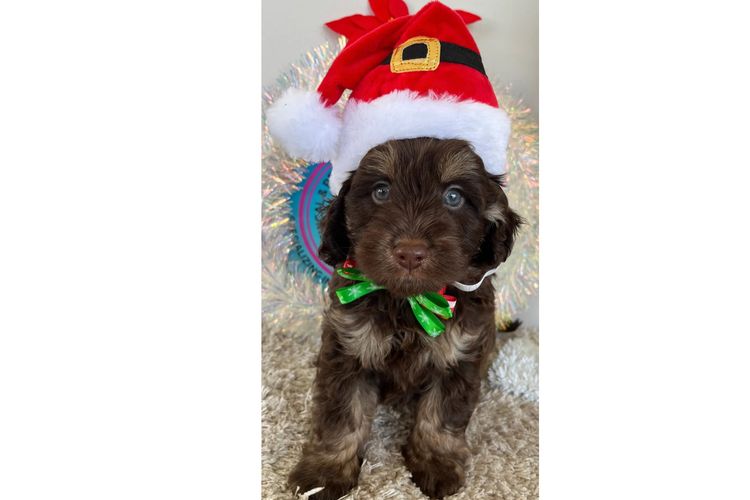Pawfect Toy Cavoodles NSW
