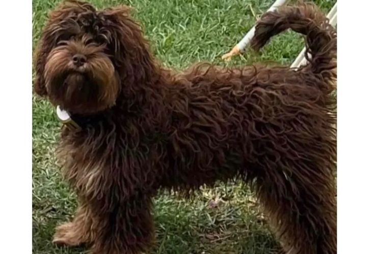 Pawfect Toy Cavoodles NSW