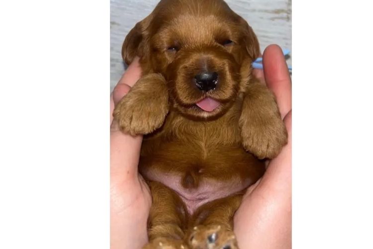Pawfect Toy Cavoodles NSW