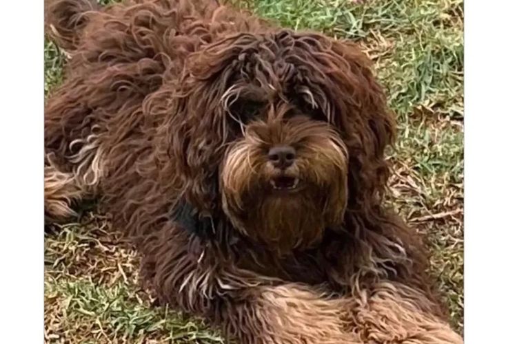 Pawfect Toy Cavoodles NSW
