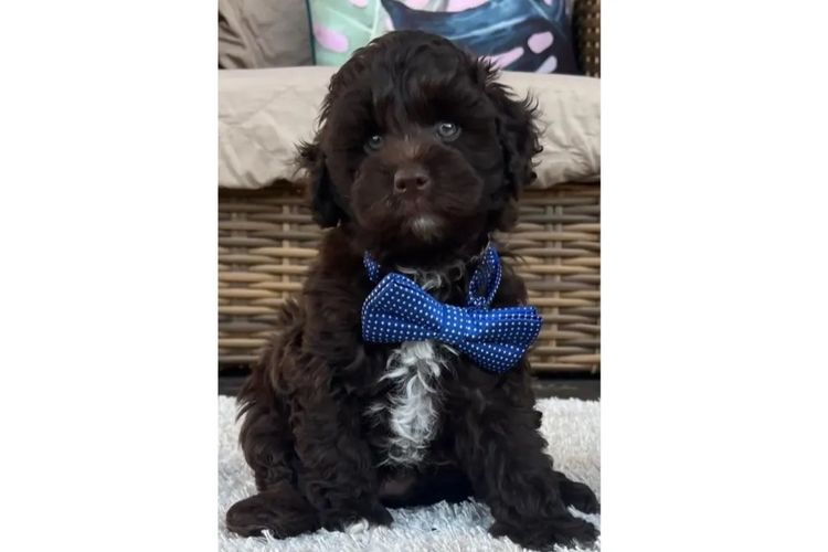 Pawfect Toy Cavoodles NSW