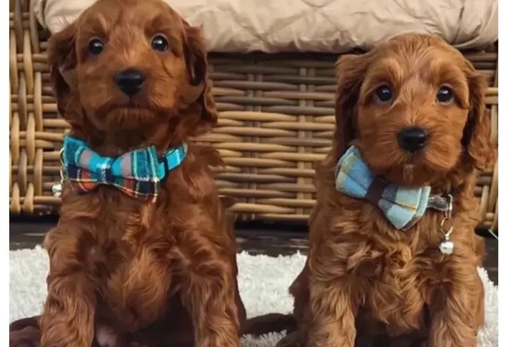 Pawfect Toy Cavoodles NSW