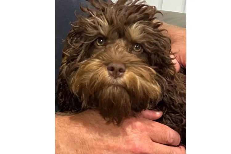 Pawfect Toy Cavoodles NSW