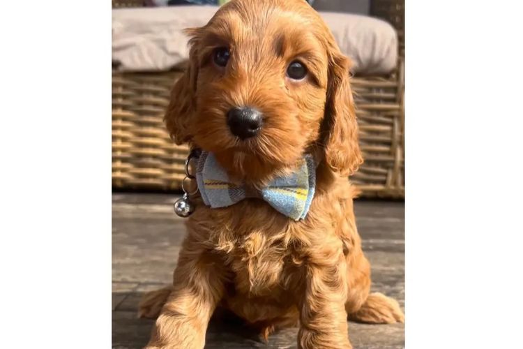 Pawfect Toy Cavoodles NSW