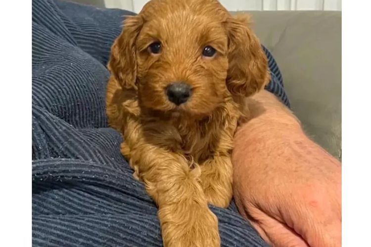 Pawfect Toy Cavoodles NSW