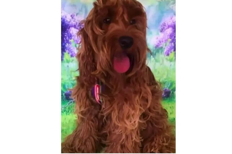 Pawfect Toy Cavoodles NSW