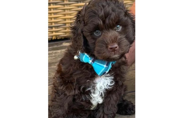 Pawfect Toy Cavoodles NSW