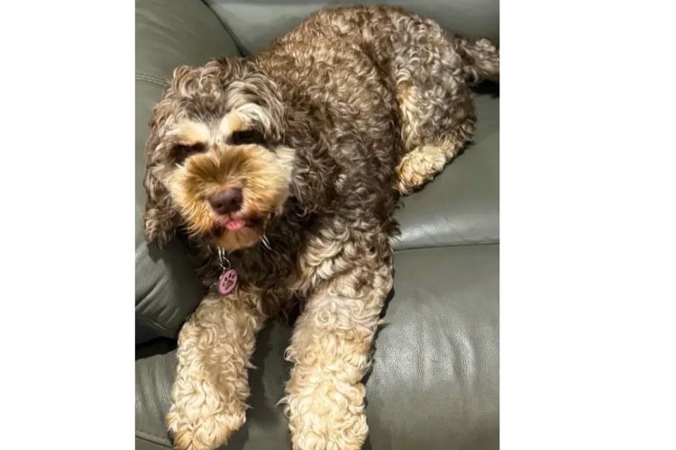 Pawfect Toy Cavoodles NSW