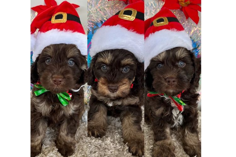 Pawfect Toy Cavoodles NSW