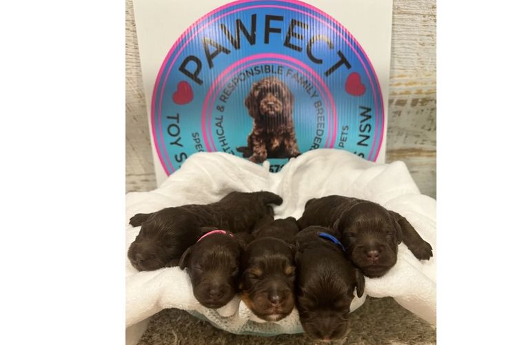 Pawfect Toy Cavoodles NSW