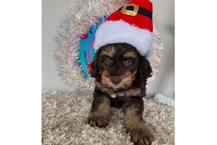 Pawfect Toy Cavoodles NSW