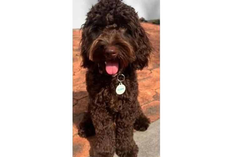 Pawfect Toy Cavoodles NSW