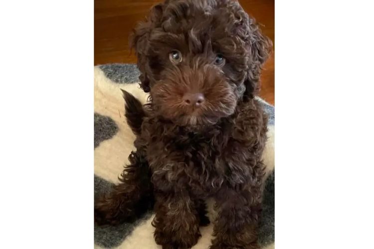Pawfect Toy Cavoodles NSW