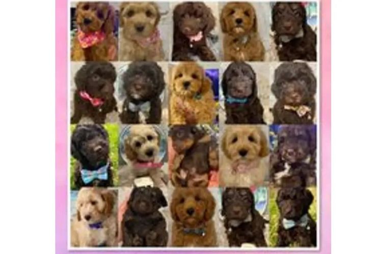 Pawfect Toy Cavoodles NSW