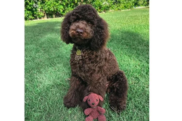 Pawfect Toy Cavoodles NSW