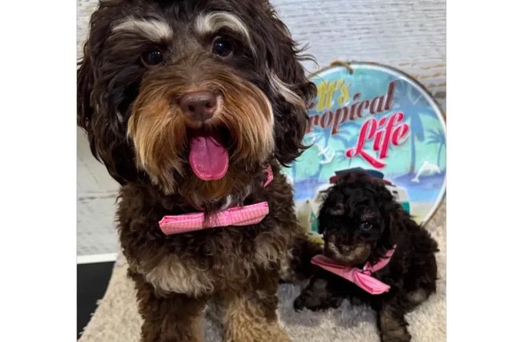 Pawfect Toy Cavoodles NSW