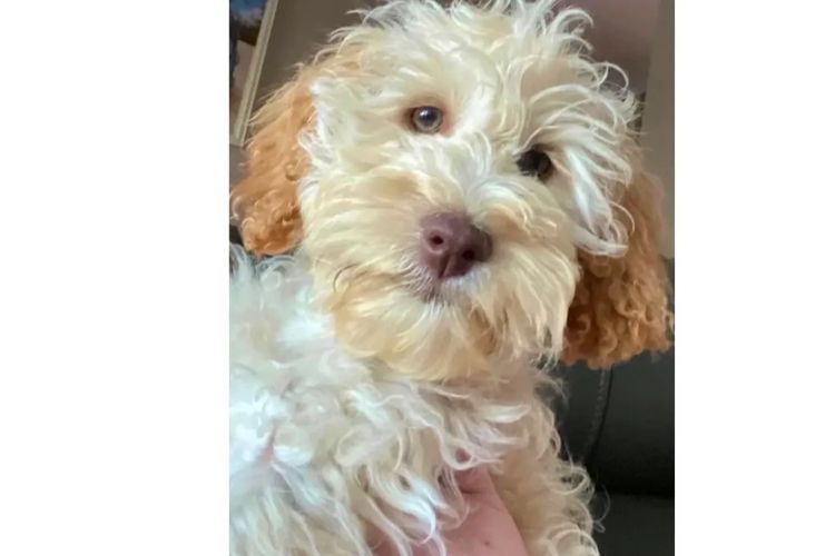 Pawfect Toy Cavoodles NSW