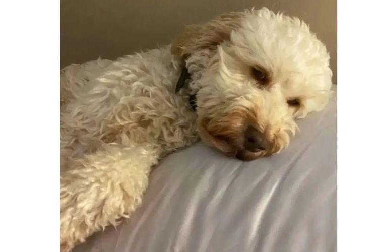 Pawfect Toy Cavoodles NSW