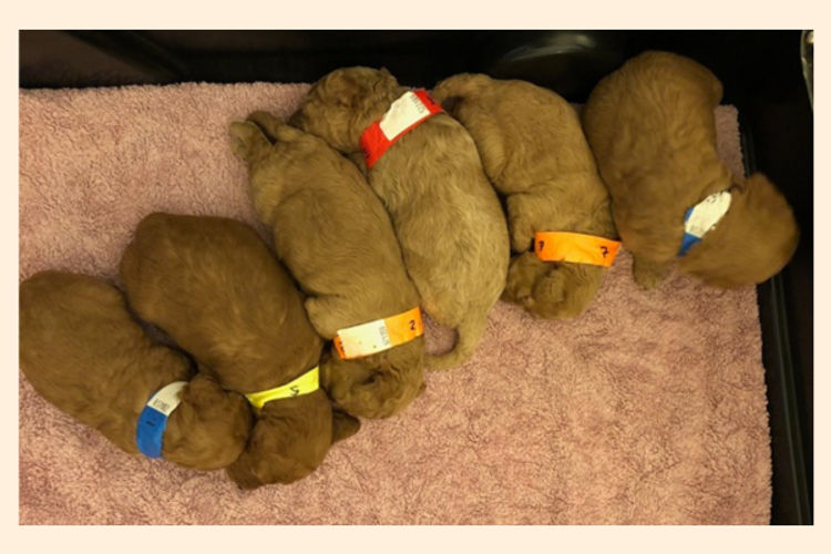 Waratah Puppies Cavoodles/Theodores