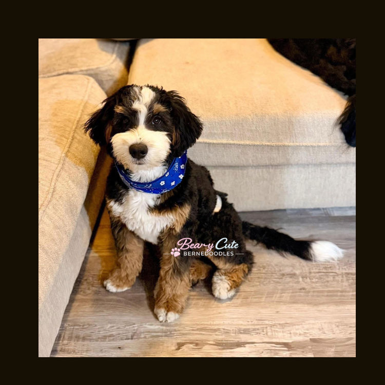 Bear-y Cute Bernedoodles