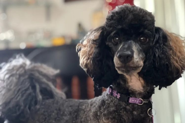 Teddy Miniature Poodles