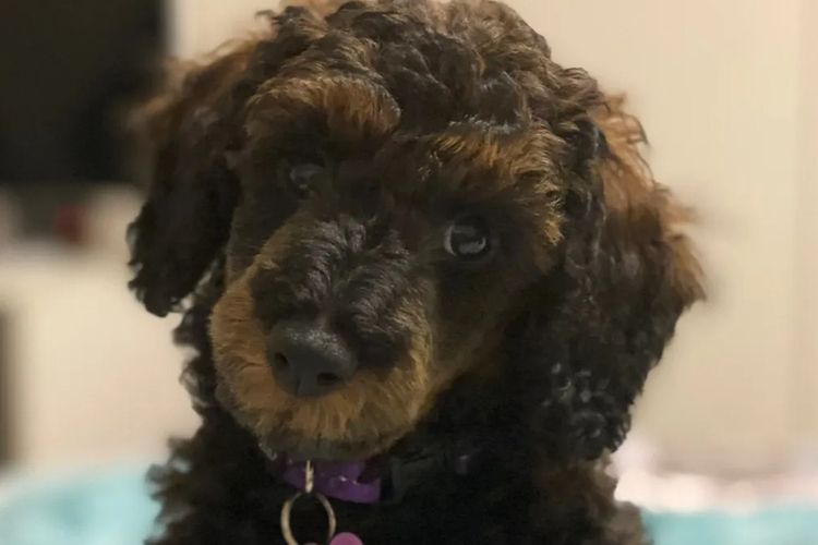 Teddy Miniature Poodles