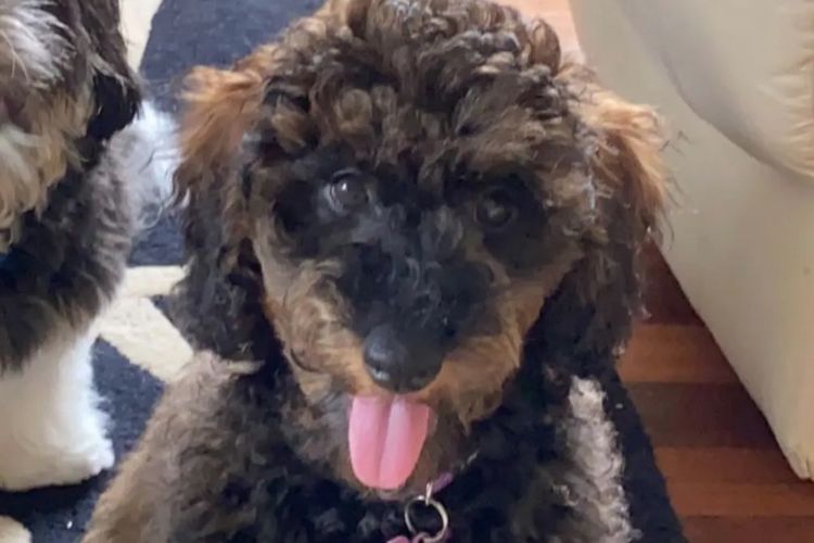 Teddy Miniature Poodles
