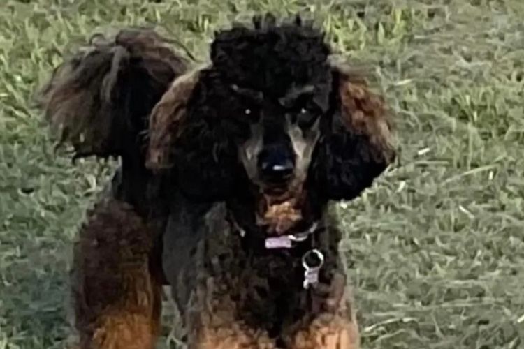 Teddy Miniature Poodles
