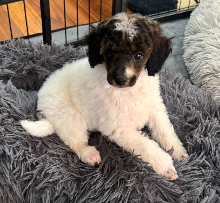 Teddy Miniature Poodles