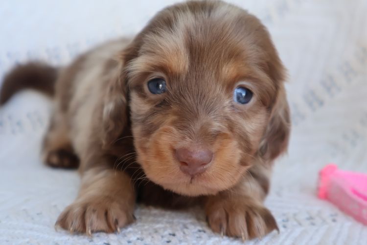 Goldenacre Miniature Dachshunds